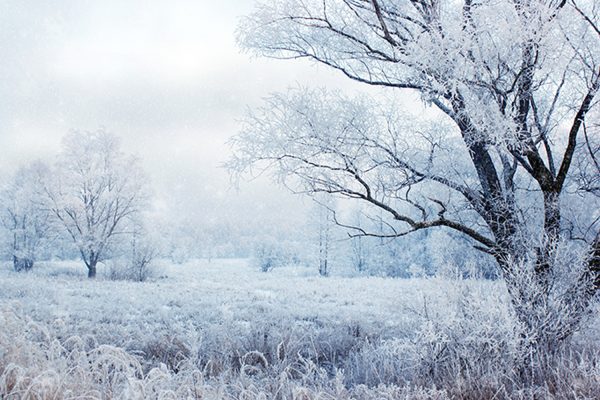 Vinter skov