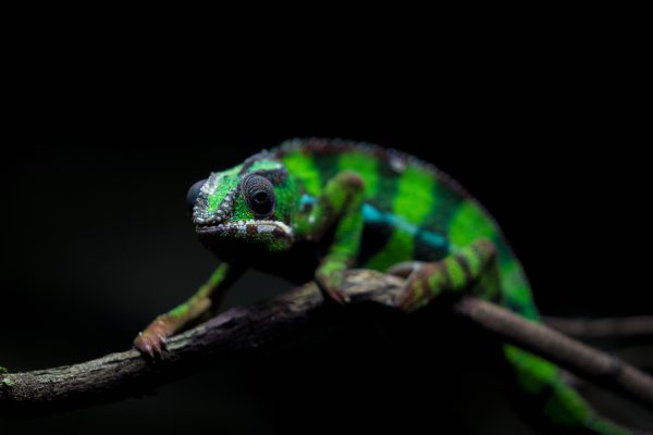 Leguan på sort baggrund