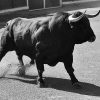 Bull in Spain