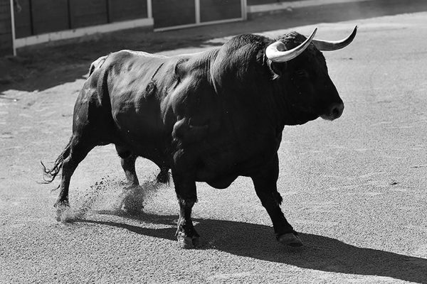 Bull in Spain