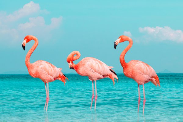 De tre flamingoer