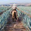 Farmer i Agave landskab