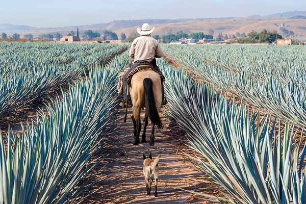 Farmer i Agave landskab