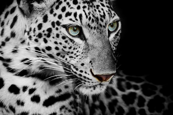 close up Leopard