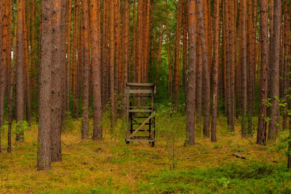 Jagttårn i skov