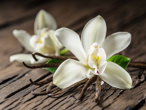 Vanilje med blomst