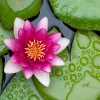 Waterlily