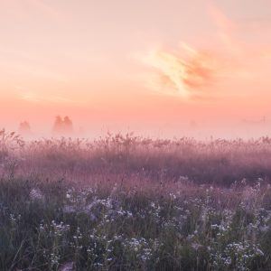 Mark med vilde blomster i dusede farver fra støvet lilla til lyse peach farver