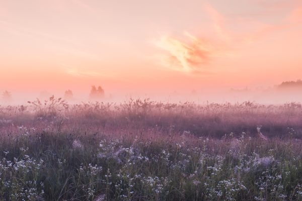 Mark med vilde blomster i dusede farver fra støvet lilla til lyse peach farver