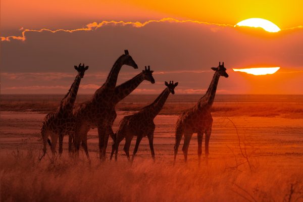 Orange savanne billede med silhuetter giraf familie i modlyset af solnedgang.