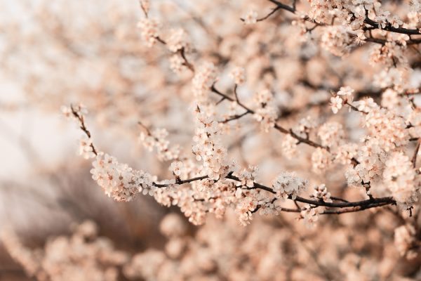 Kirsebærgrene i blomst en forårsdag, med et overtag af lys peach farve