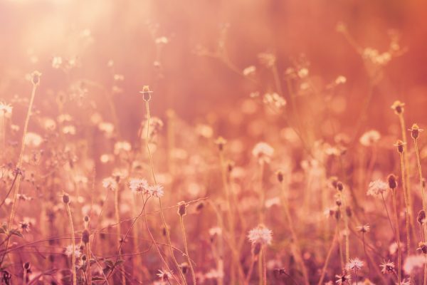 Vilde blomster i fri natur, med filter i koralrød