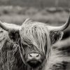 Skotsk Yak okse med langt pandehår og store horn i Highlander miljø