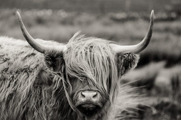 Skotsk Yak okse med langt pandehår og store horn i Highlander miljø