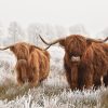 2 Skoske højlandskvæg i frostklædte græsser