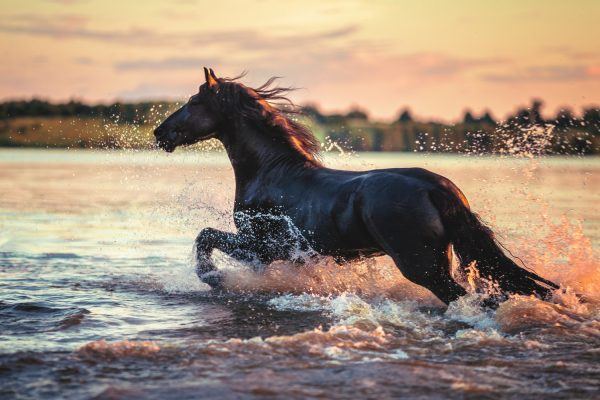 Hest der løber i vand i smuk solnedgang